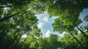 à la recherche en haut à le vert hauts de des arbres, génératif ai photo