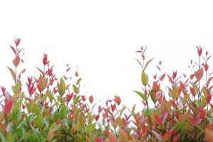 Gros plan haut de bush isolé sur le fond de ciel clair photo