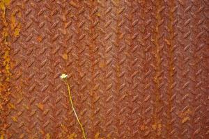 fleur d'herbe en fleur isolée sur une surface rouillée et patinée de la plaque. photo