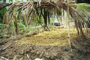 plantation de pépinière avec feuille de cocotier pour le toit préparée pour la culture photo