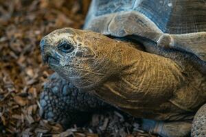 Aldabra géant tortue, aldabrachelys gigantea photo