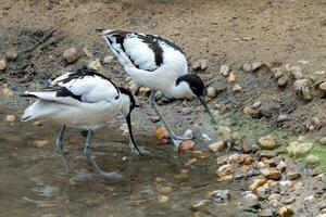 troupeau de pie les avocettes, noir et blanc échassier oiseau, recurvirostra avosetta photo