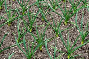 Jeune poireau les plantes croissance dans une légume jardin photo