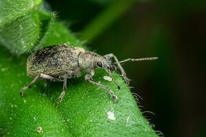 scarabée de otiorhynchus sur une fraise feuille. photo