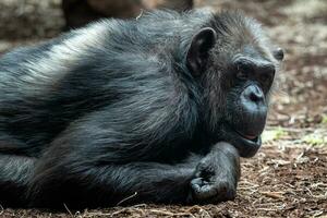 portrait de le chimpanzé, la poêle troglodytes. photo