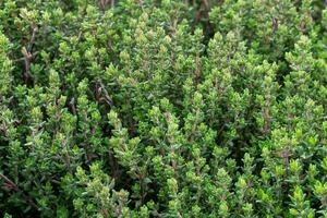 brindilles de Frais thym, thymus vulgaris photo