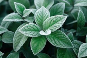 vert feuilles de les plantes couvert avec gel. génératif ai photo