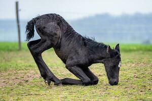 noir cheval. une poulain mensonges vers le bas sur le herbe photo