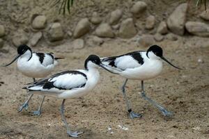 troupeau de pie les avocettes, noir et blanc échassier oiseau photo