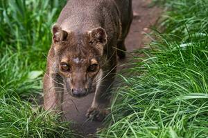 Fossa madagascar endémique s'exécutant sur le chemin, cryptoprocta ferox photo