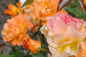 des roses dans le gsarden photo