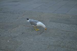 mouette oiseau animal photo