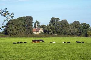 Acaster malbis église du village derrière un champ de vaches, North Yorkshire, Angleterre photo