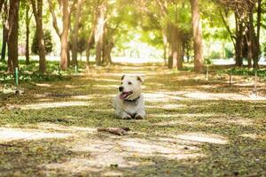 de bonne humeur azor marrant chien pour bien ambiance photo