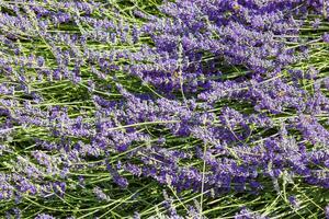violet parfumé fleur champ plante avec une médicinal effet appelé - lavande photo