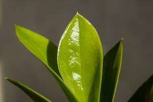 Contexte avec une plante pour économiseur d'écran ou autre Besoins photo