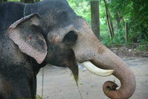 asiatique éléphants sur Kerala l'éléphant camp Stock images. photo