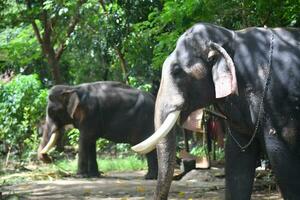 asiatique éléphants sur Kerala l'éléphant camp Stock images. photo