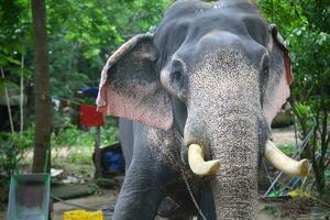 asiatique éléphants sur Kerala l'éléphant camp Stock images. photo