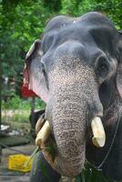 asiatique éléphants sur Kerala l'éléphant camp Stock images. photo