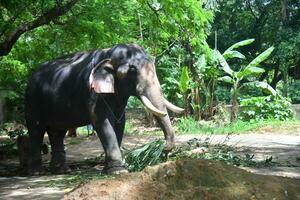 asiatique éléphants sur Kerala l'éléphant camp Stock images. photo