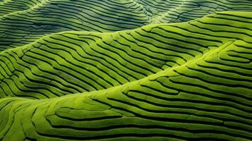 ai généré vert thé plantation, Haut vue texture photo