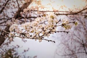 une proche en haut de une arbre avec rose fleurs photo