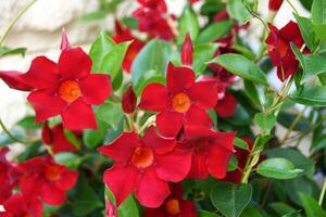 petit rouge fleurs de diplademie Sanderi photo