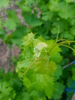 branche de luxuriant vert vigne croissance photo