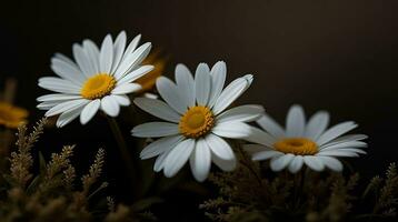 ai génératif magnifique Marguerite fleur ou Bellis Perennis je, ou composée épanouissement dans le parc pendant lumière du soleil photo