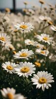 ai génératif magnifique Marguerite fleur ou Bellis Perennis je, ou composée épanouissement dans le parc pendant lumière du soleil photo