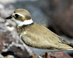 une petit oiseau permanent sur une rocheux surface photo