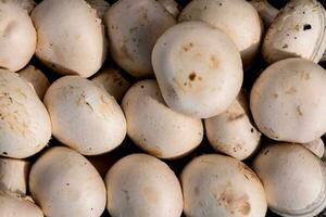 une proche en haut de une pile de blanc champignons photo