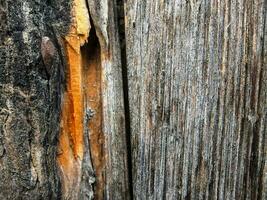 une proche en haut de une en bois clôture photo