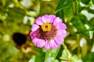 une rose fleur avec Jaune centre dans le milieu de vert feuilles photo