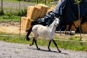 une cheval est en marchant dans de face de une pile de foins photo