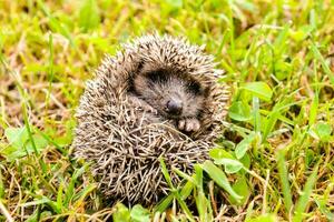 une hérisson est recourbé en haut dans le herbe photo