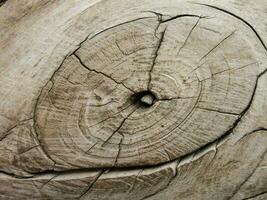 une proche en haut de une arbre souche avec une trou dans il photo