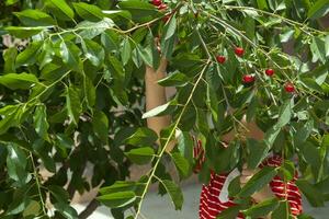 peu enfant cueillette Cerise de arbre dans jardin. 6 ans vieux milieu est garçon choix brut Cerise fruit. famille ayant amusement à récolte temps. photo