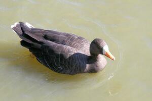 une vue de une canard sur le l'eau photo