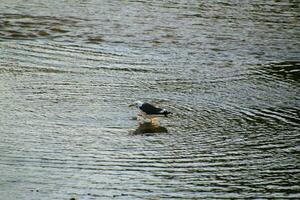 une vue de une hareng mouette photo