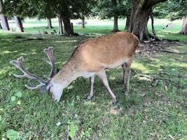 une vue de une rouge cerf dans le sauvage dans Cheshire photo