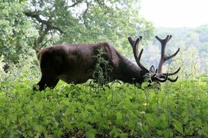 une vue de une rouge cerf dans le sauvage dans Cheshire photo