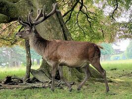 une vue de une rouge cerf dans le sauvage dans Cheshire photo