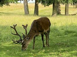 une vue de une rouge cerf dans le sauvage dans Cheshire photo