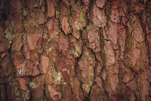 à feuilles caduques arbre aboyer. texturale Contexte photo