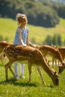 peu fille parmi renne troupeau sur le ensoleillé journée photo