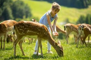 peu fille parmi renne troupeau sur le ensoleillé journée photo