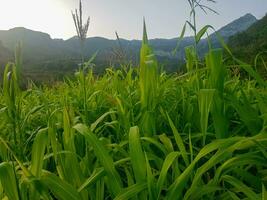 génial Millet dans une paysage photo