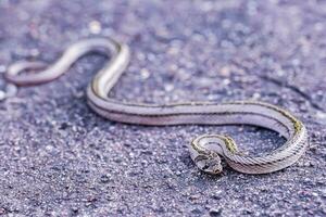 une petit serpent photographié à proche intervalle il est une endroit cette vient en dehors à trouver nourriture pendant le jour. qui sont à risque de devenir victimes de petit serpent chasseurs. photo